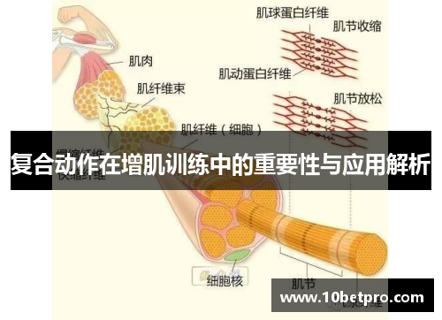 复合动作在增肌训练中的重要性与应用解析
